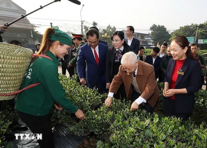 Tổng Bí thư Nguyễn Phú Trọng thăm vườn chè của Hợp tác xã Hảo Đạt, thành phố Thái Nguyên. Ảnh: Trí Dũng/TTXVN
