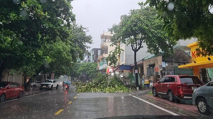 Cây đổ trên đường phố Hạ Long sáng 23/7. Ảnh: Quê tôi Móng Cái