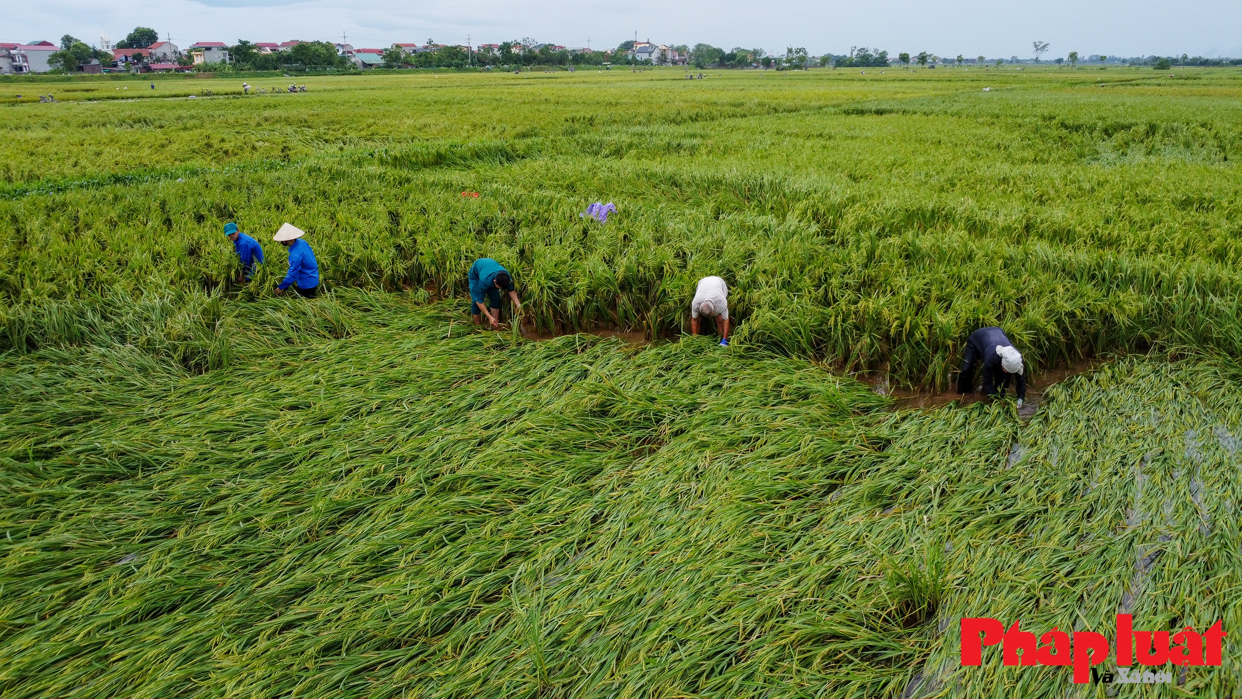 Đoàn viên Thanh niên, công an, dân quân xuống ruộng dựng lúa giúp dân sau bão số 3