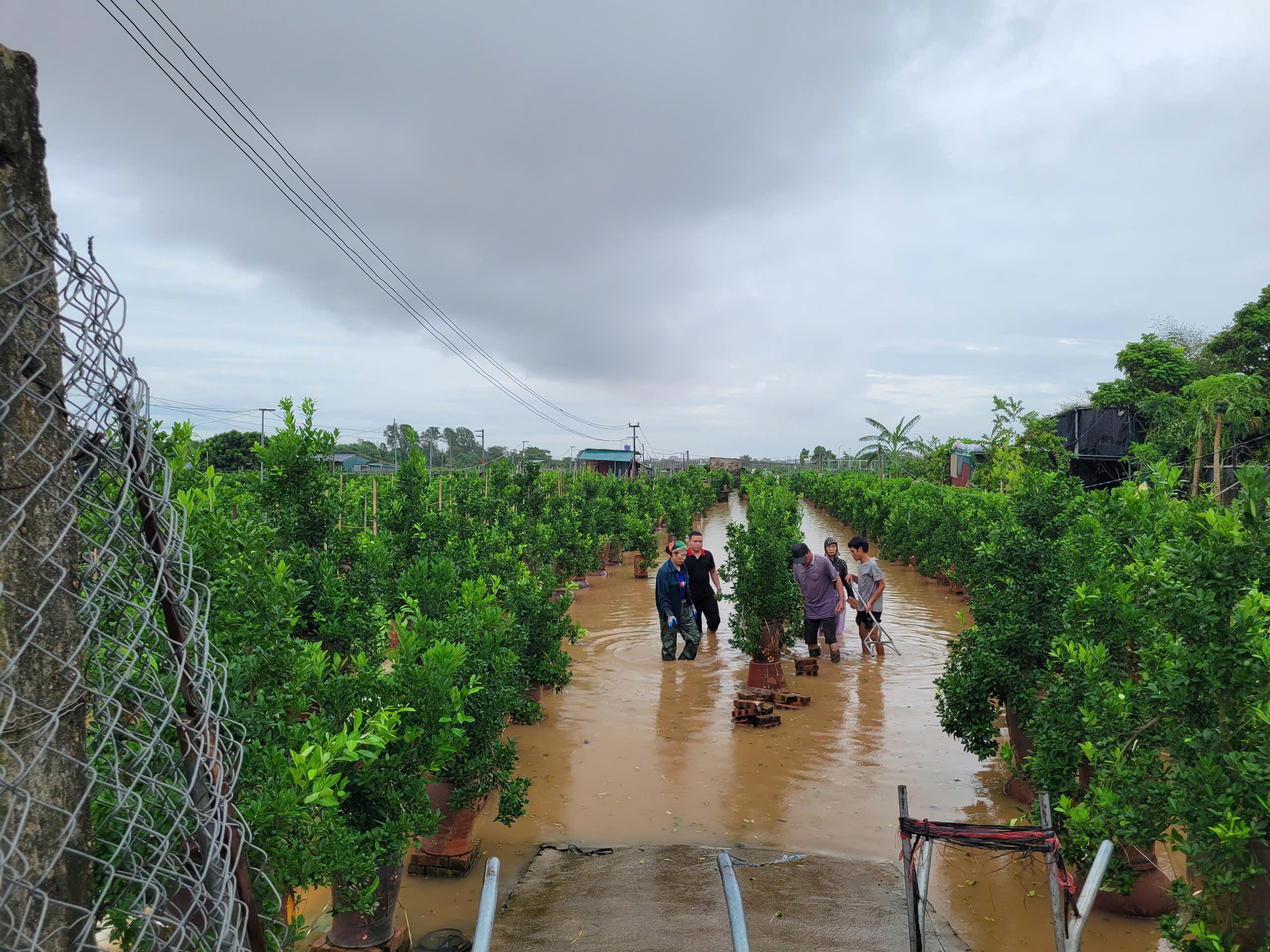 Hà Nội: Hơn 20.000 cây hoa đào Nhật Tân bị ngập úng trong mưa lũ