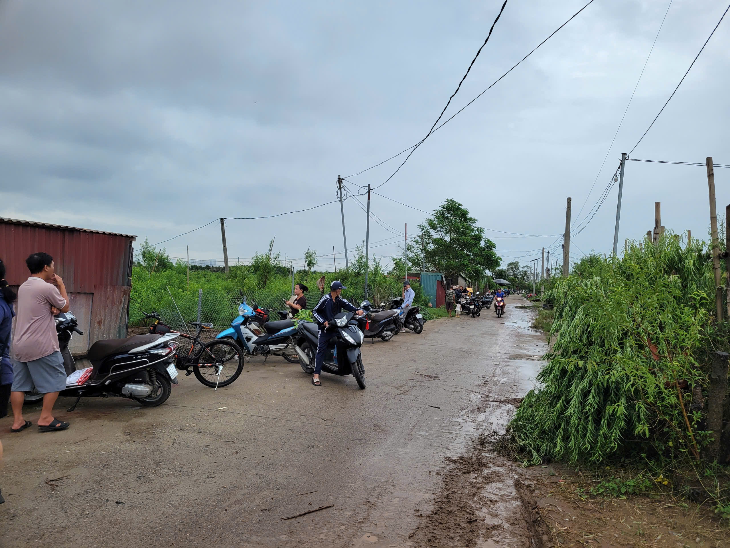 Hà Nội: Hơn 20.000 cây hoa đào Nhật Tân bị ngập úng trong mưa lũ