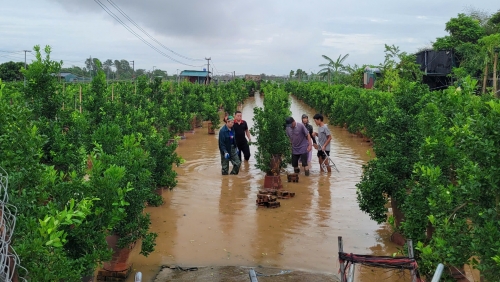 Hà Nội: Hơn 20.000 cây hoa đào Nhật Tân bị ngập úng trong mưa lũ