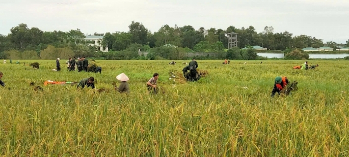 Đơn vị quân đội và các ban ngành đoàn thể trên địa bàn xã Bình Yên đã huy động nhân lực đến gặt lúa giúp Nhân dân. Ảnh: N.M.