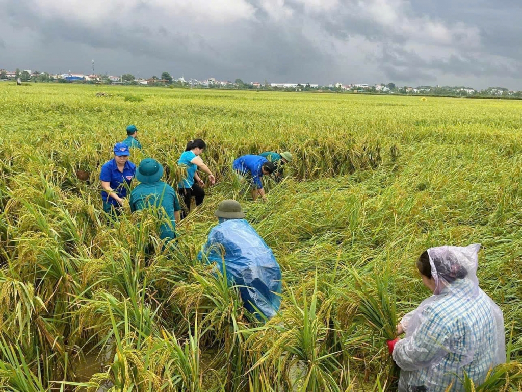 Hội LHPN huyện Thanh Oai buộc lúa đổ, ứng cứu hoa màu sau cơn bão số 3 giúp Nhân dân. Ảnh: Thu Hồng