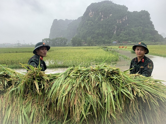 thu hoạch lúa Mùa tại các xã Hợp Tiến, Hợp Thanh, An Phú, Hương Sơn