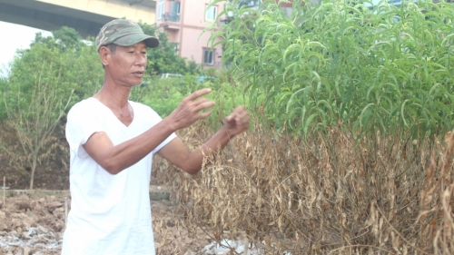 Kỳ 2: làng nghề trồng đào lo “bão giá”