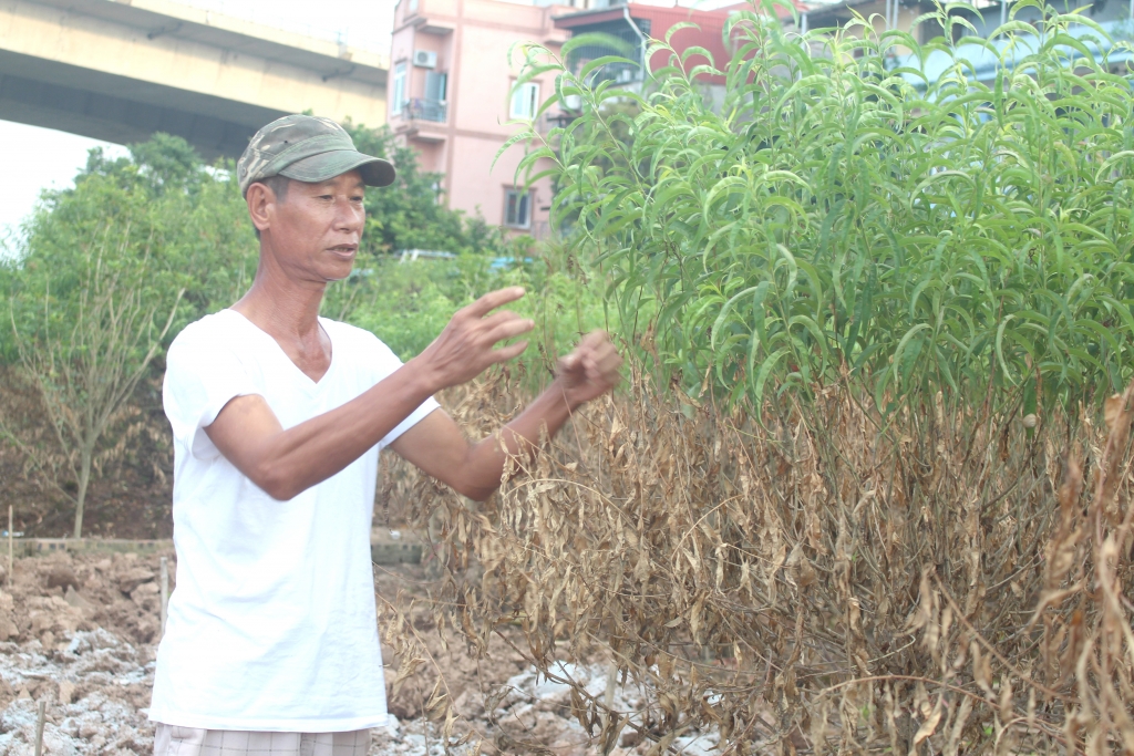 Kỳ 2: Làng nghề trồng đào lo “bão giá”