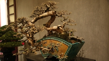 Chiêm ngưỡng 70 tác phẩm cây cảnh bonsai Hà Nội xưa và nay