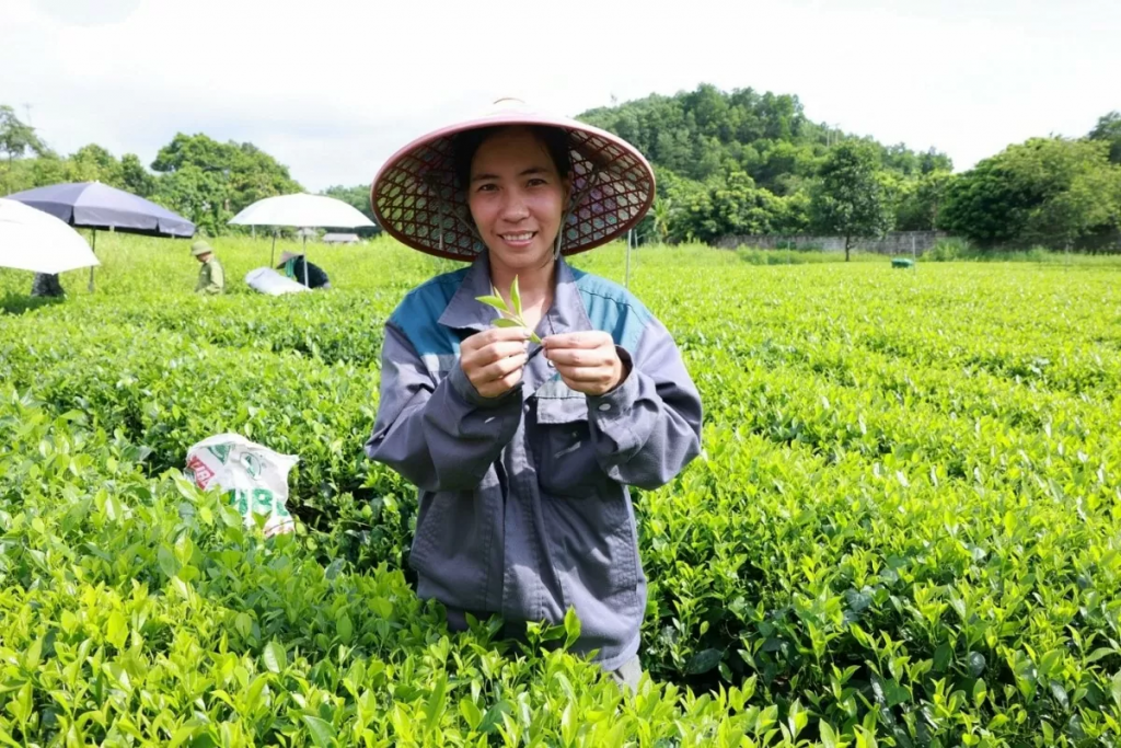 Chị Bùi Thị Thảo (thôn Ao Rôm 1, xã Khe Mo, huyện Đồng Hỷ tỉnh Thái Nguyên) tự hào khi vườn chè của gia đình được sử dụng để sản xuất sản phẩm Trà Xanh Không Độ nổi tiếng và tạo nên thu nhập ổn định nuôi sống cả gia đình nhiều thế hệ