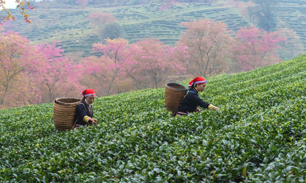 Đồi chè Ô Long Sapa - một trong những điểm đến thu hút khách du lịch dịp cuối năm. Ảnh: Thược Đỗ