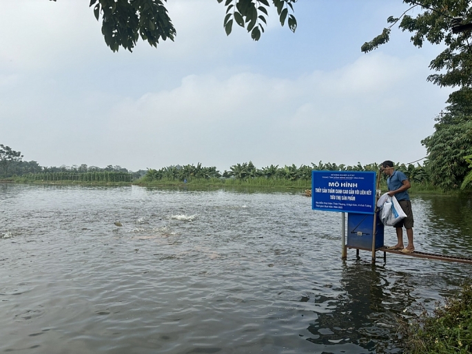 Vĩnh Phúc: hiệu quả mô hình nuôi cá thâm canh gắn với liên kết tiêu thụ sản phẩm