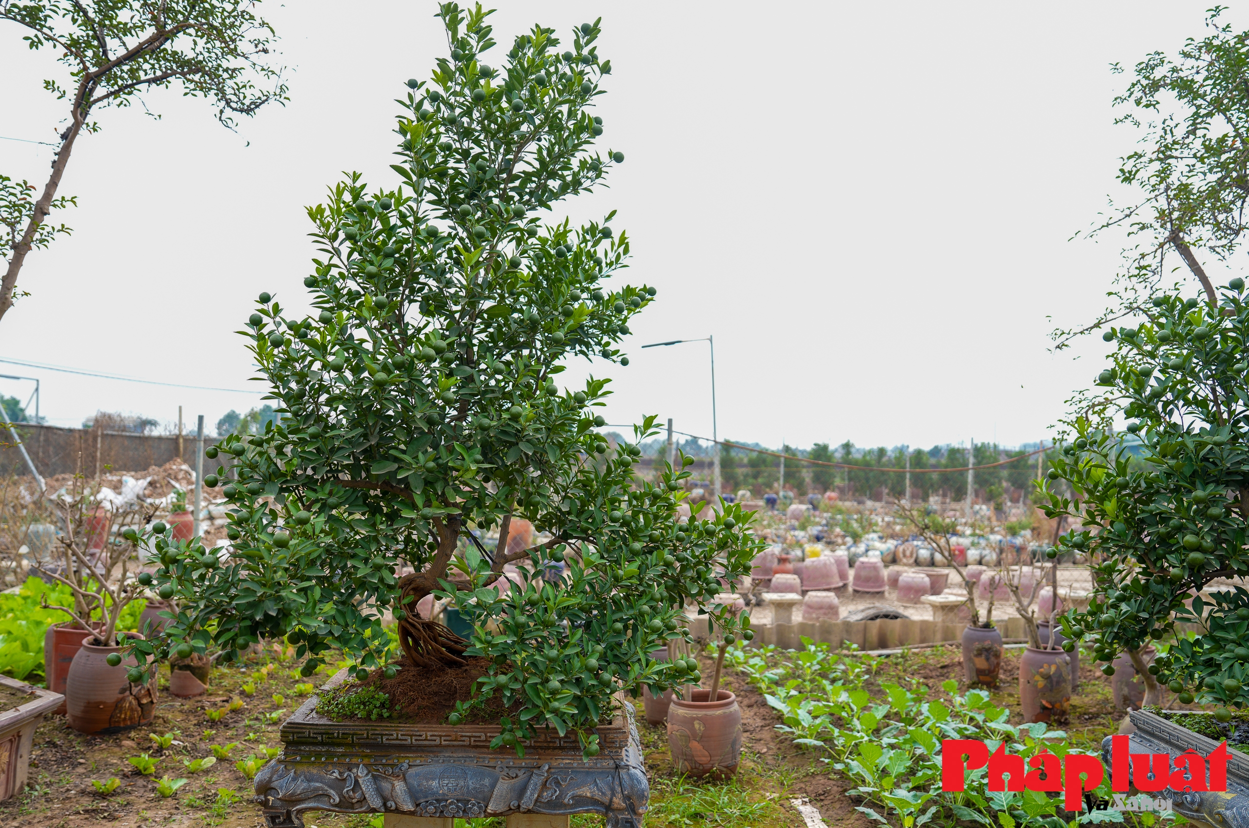 Loại quất cảnh rễ trồi lên khỏi mặt đất, giá cả chục triệu đồng chơi Tết