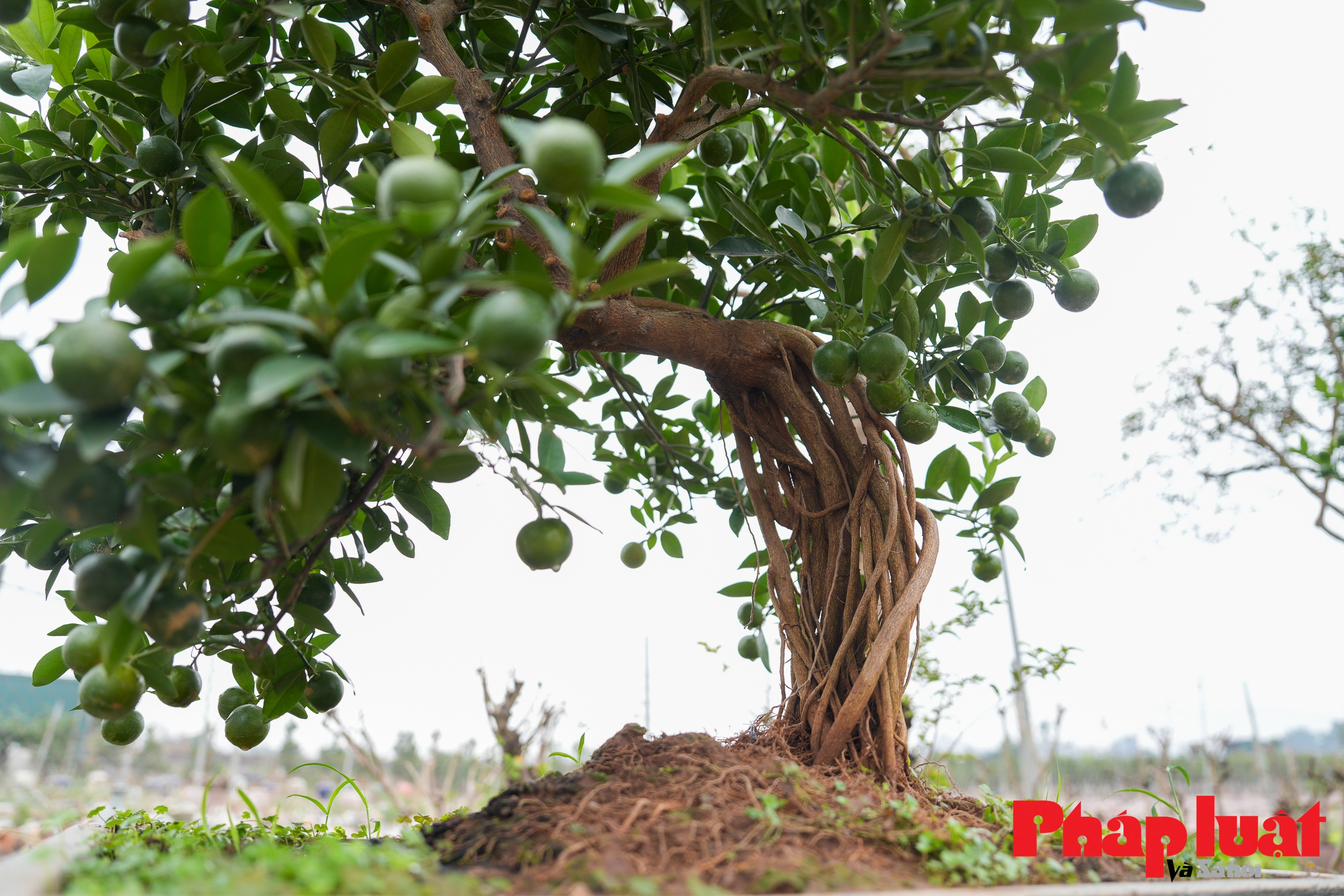 Loại quất cảnh rễ trồi lên khỏi mặt đất, giá cả chục triệu đồng chơi Tết