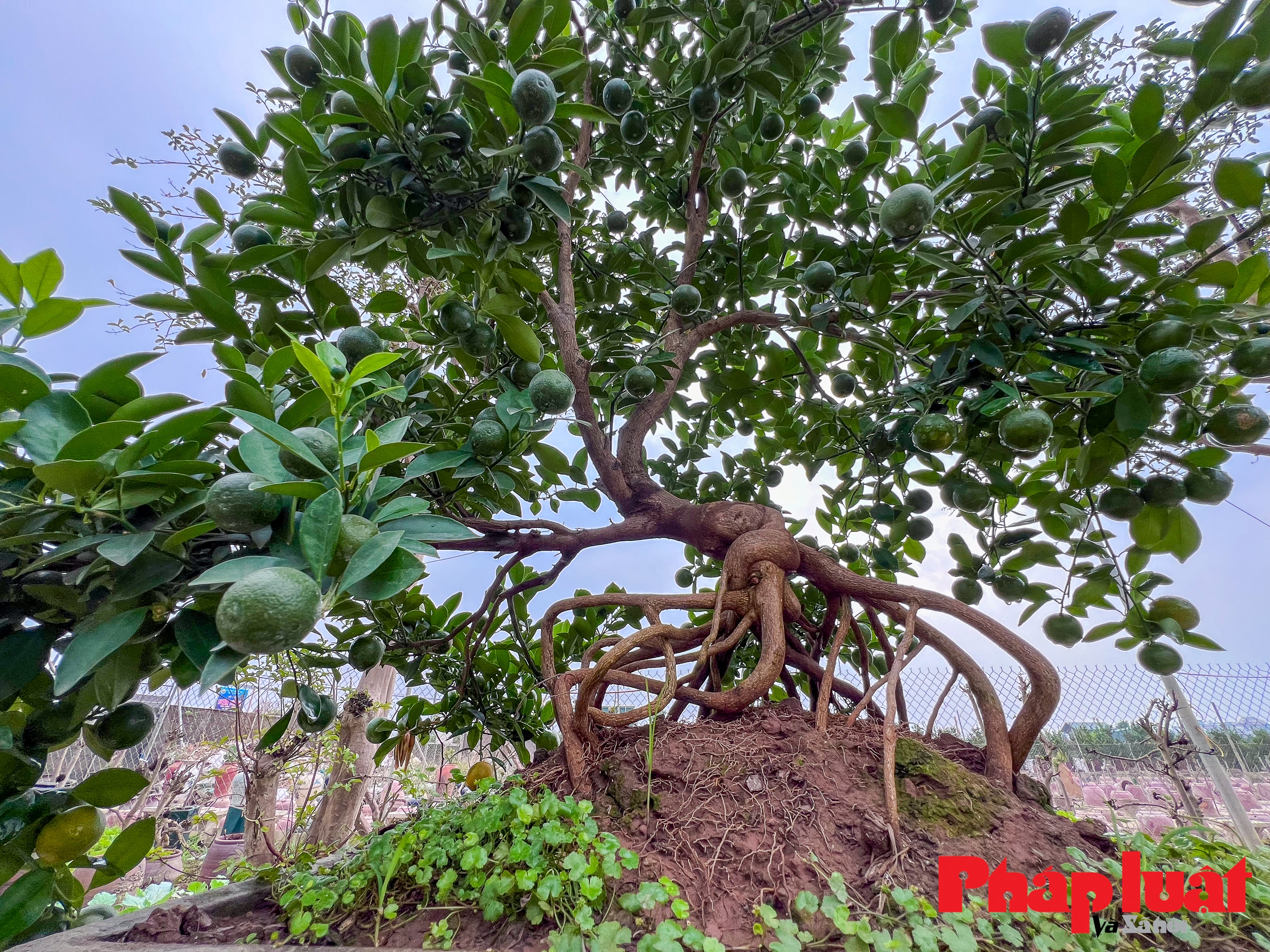 Loại quất cảnh rễ trồi lên khỏi mặt đất, giá cả chục triệu đồng chơi Tết