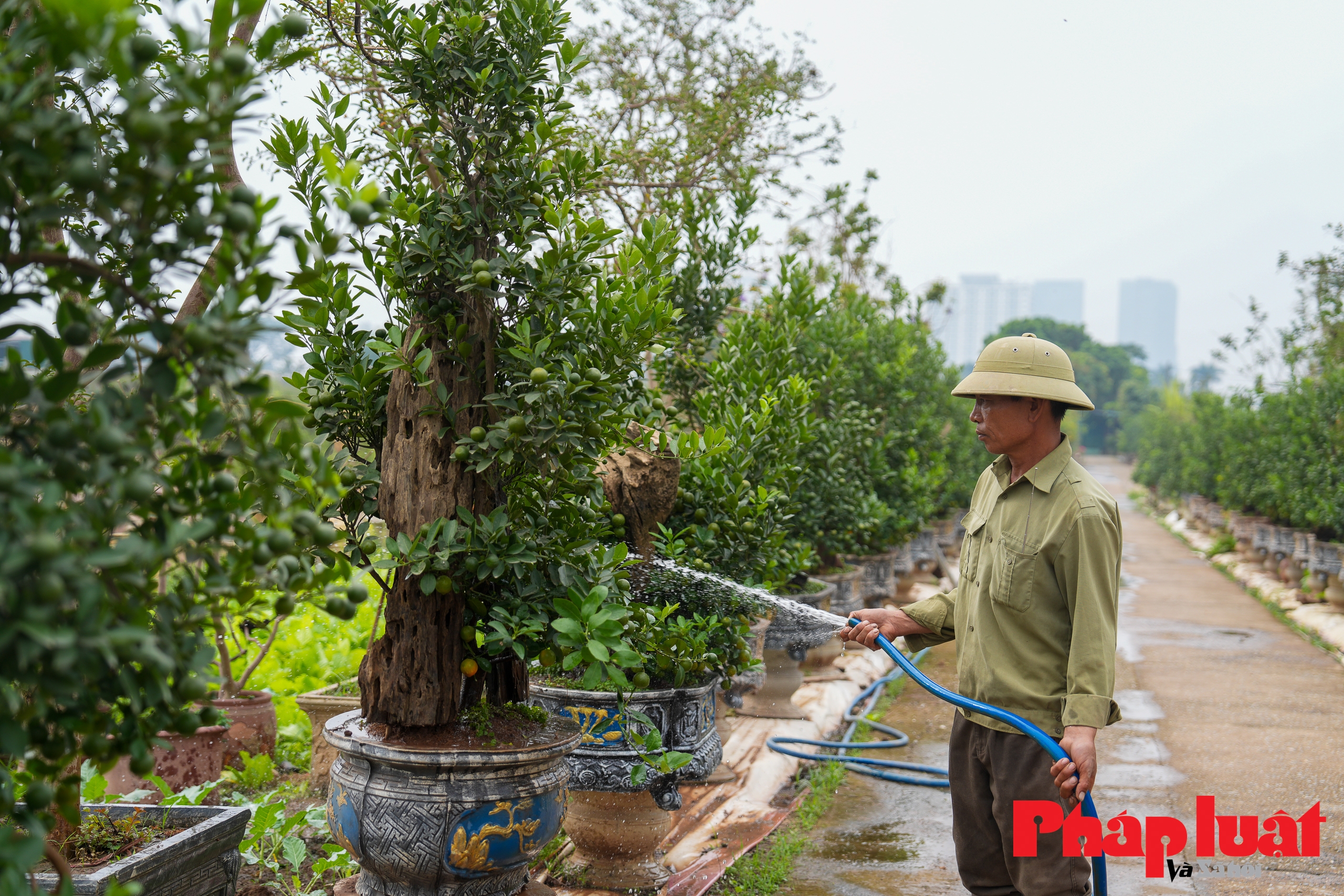 Loại quất cảnh rễ trồi lên khỏi mặt đất, giá cả chục triệu đồng chơi Tết