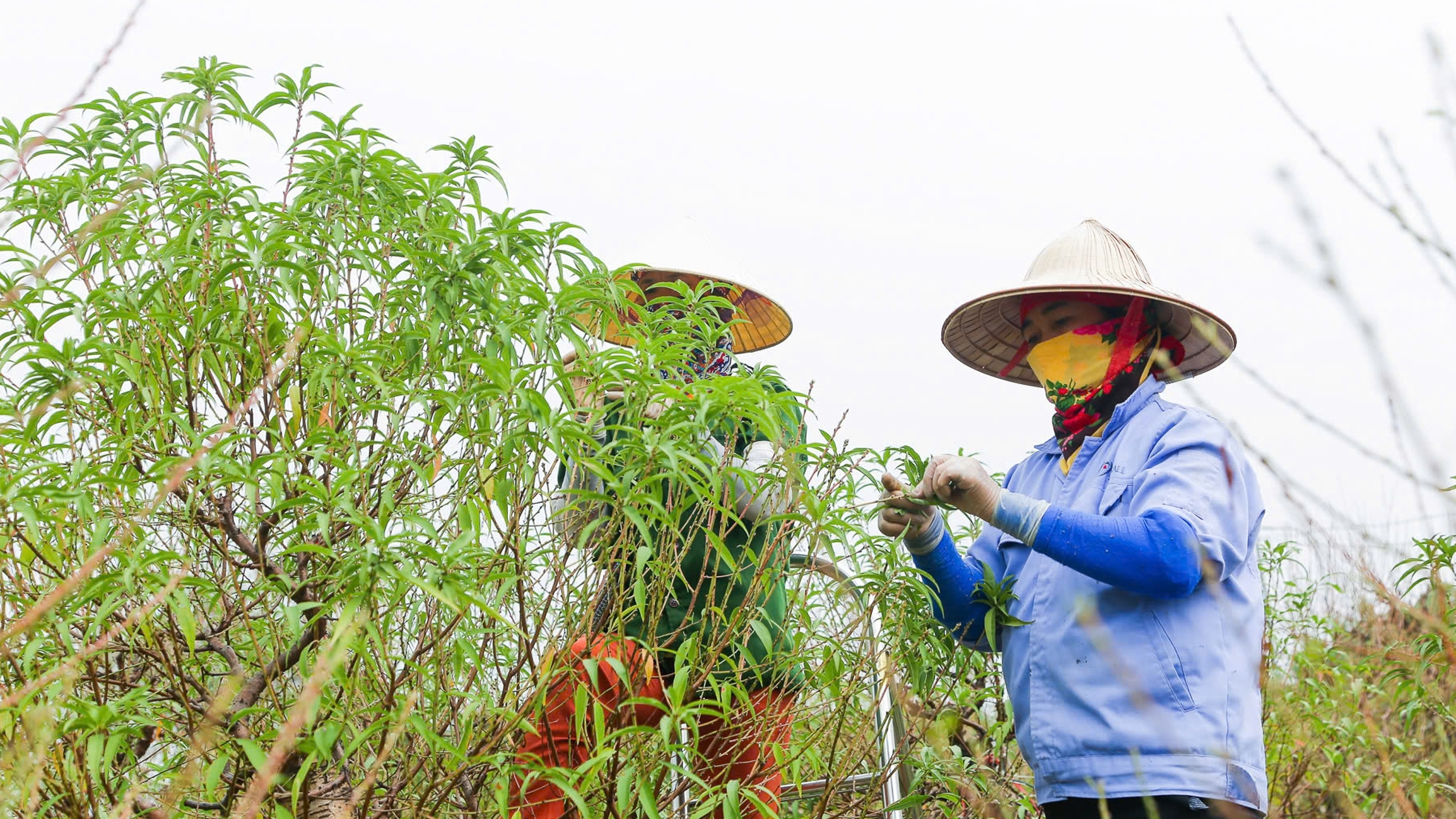 Người dân làng đào Nhật Tân hối hả tuốt lá đào chuẩn bị vụ Tết