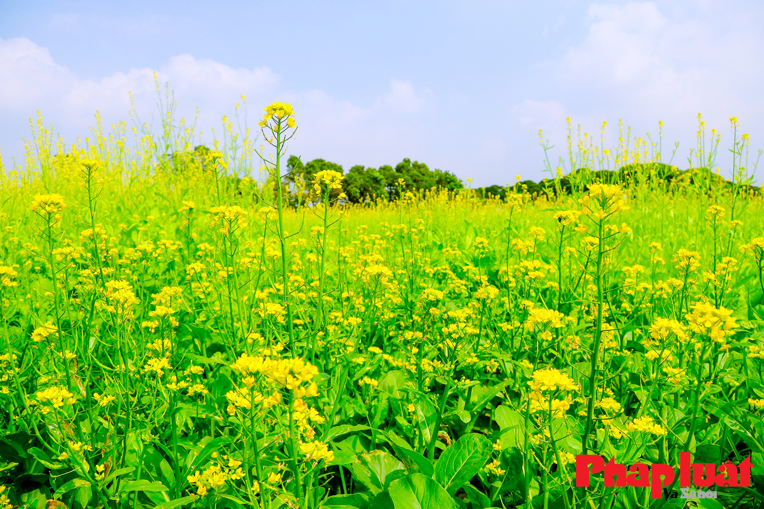 Mùa cải vàng ven sông ở Hà Nội