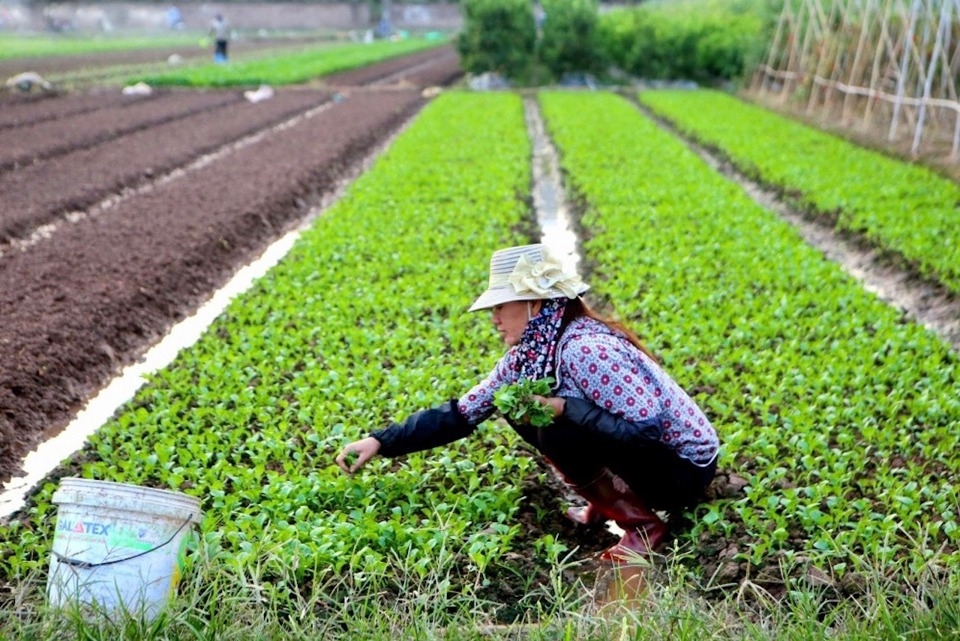 Hà Nội sẵn sàng nguồn cung nông sản phục vụ Tết