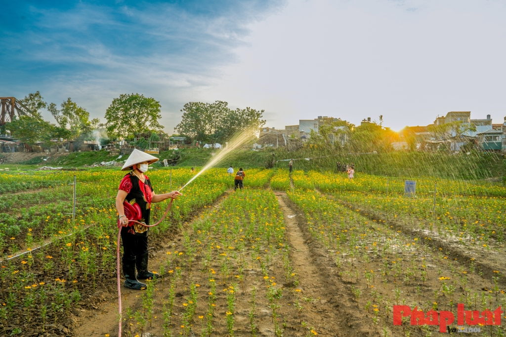 Cánh đồng hoa tuyệt đẹp dưới chân cầu Long Biên (khu vực phường Phúc Xá, Ba Đình, Hà Nội) đang là điểm đến được nhiều người yêu thích. Ảnh: Khánh Huy