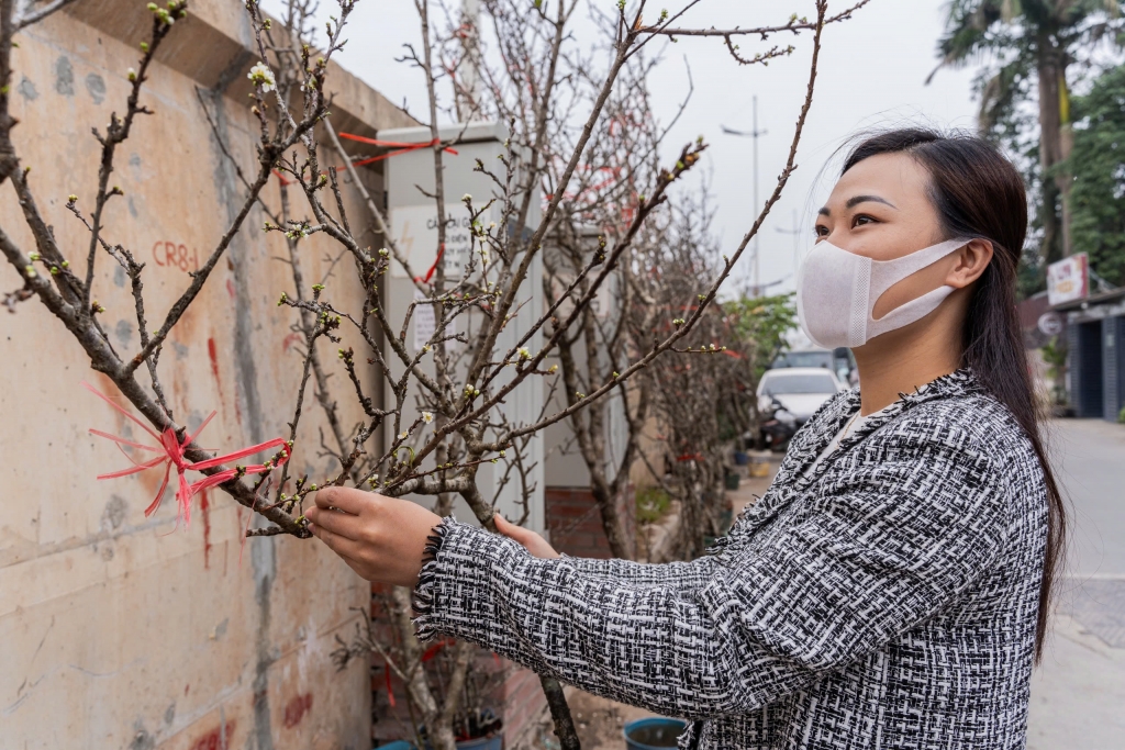 Người Hà Nội “săn” hoa đào, hoa mận chơi Tết Dương lịch