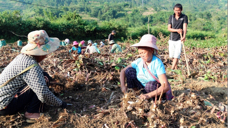 Lào Cai: Nông dân vùng cao huyện Bát Xát thu 34 tỷ đồng từ 3 loại củ đặc sản