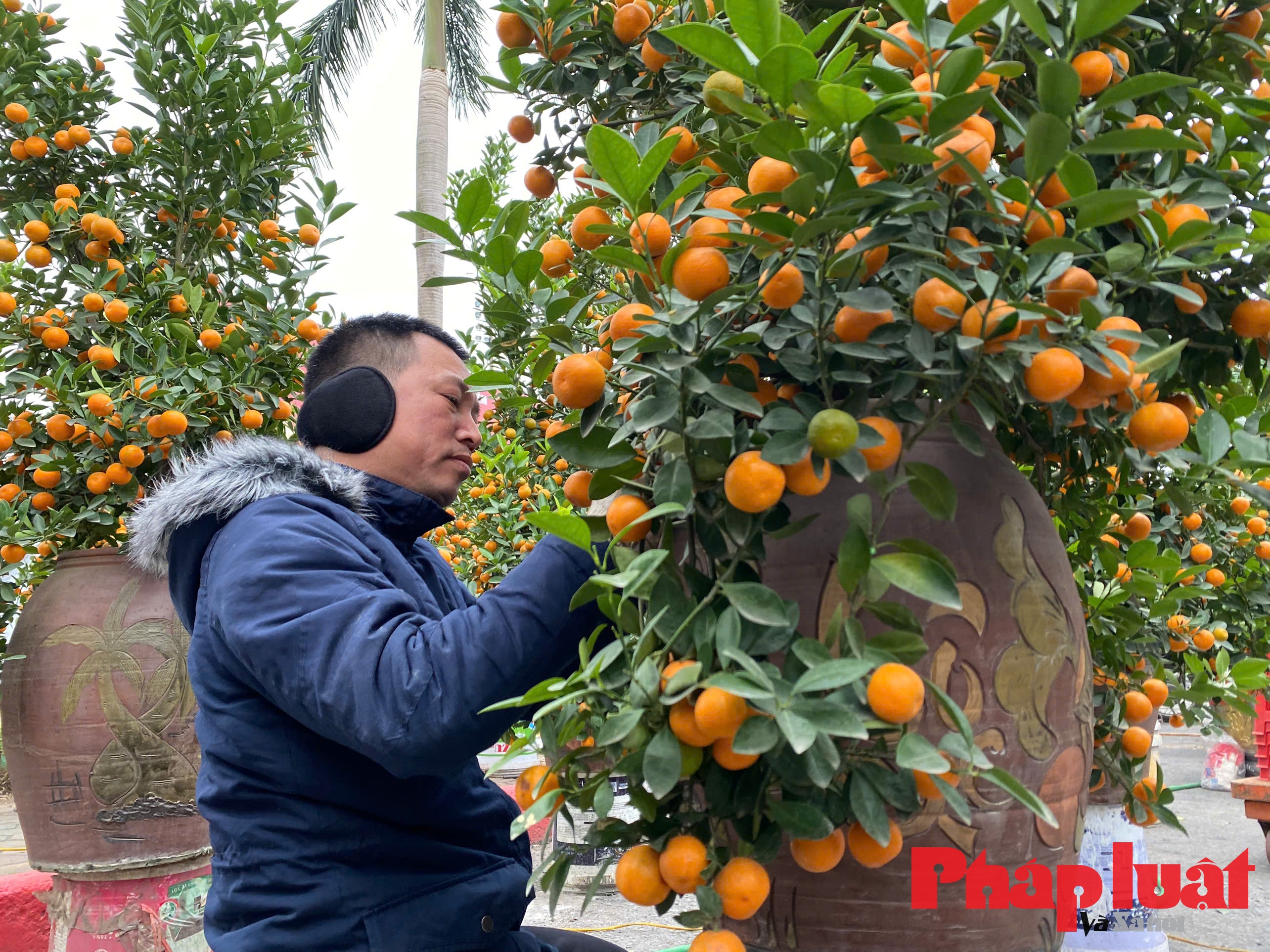 Đào cổ, quất thế giá hàng chục triệu đồng xuống phố