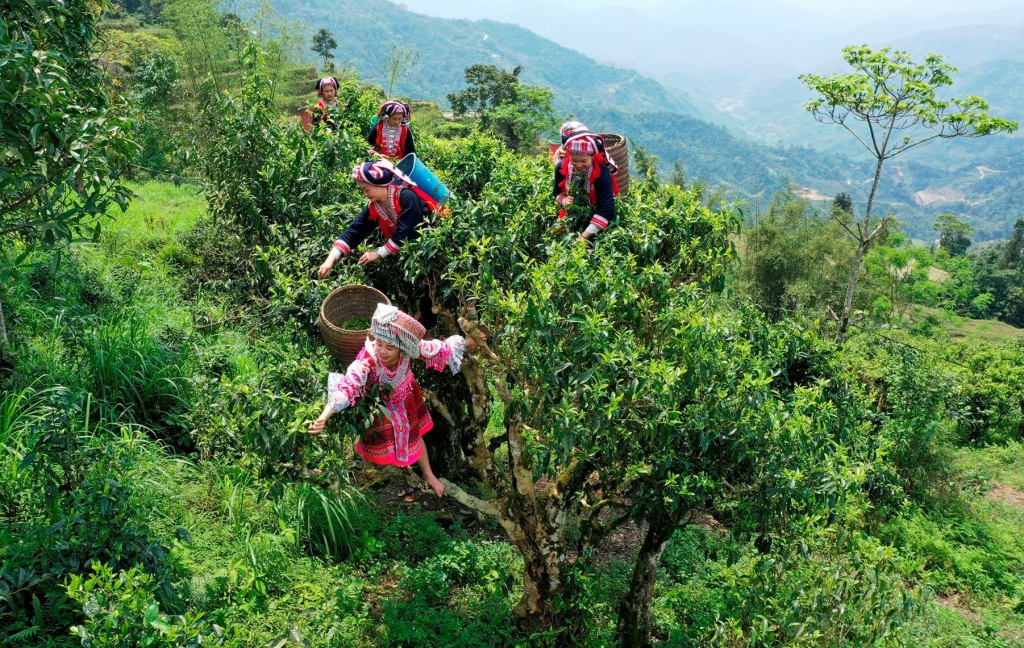 Cây trà shan tuyết là loại cây cổ thụ, mọc cao đến vài mét, khi hái trà phải trèo hẳn lên cây. Có những gốc trà vài người ôm không xuể. Ảnh: internet