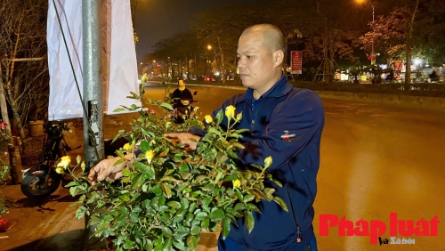 Tiểu thương Hà Nội “trắng đêm” trông đào, quất ngày cuối năm