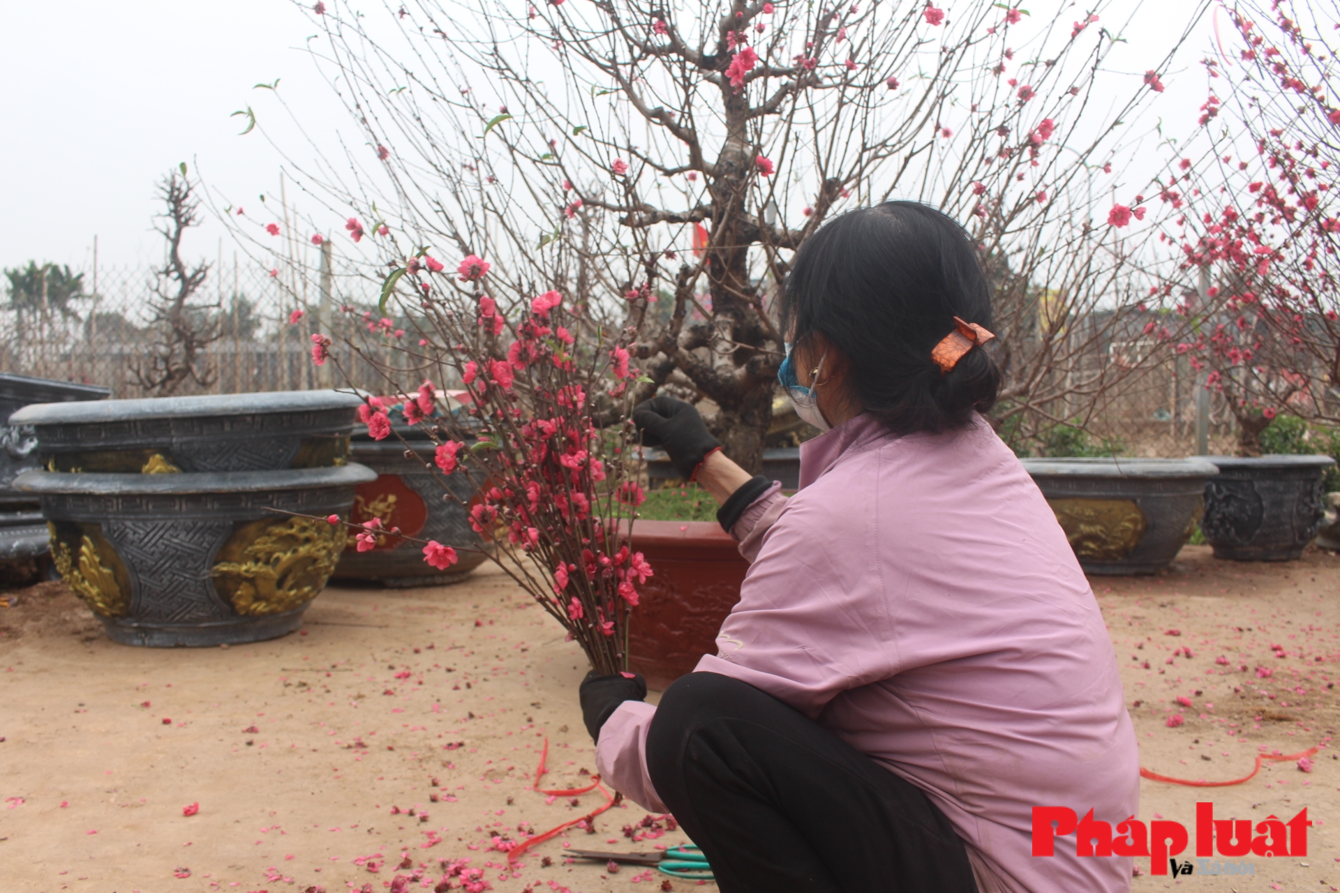 Làng đào Nhật Tân tất bật “tái” sản xuất vụ hoa mới sau Tết