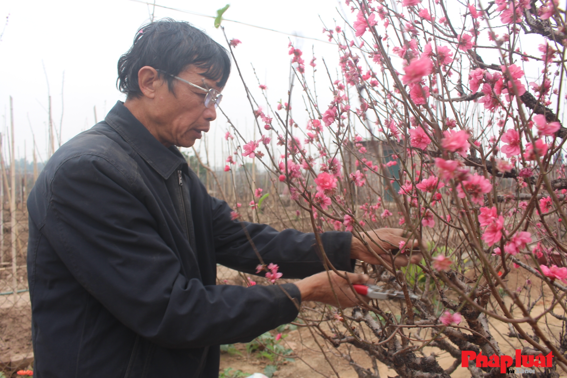 Làng đào Nhật Tân tất bật “tái” sản xuất vụ hoa mới sau Tết