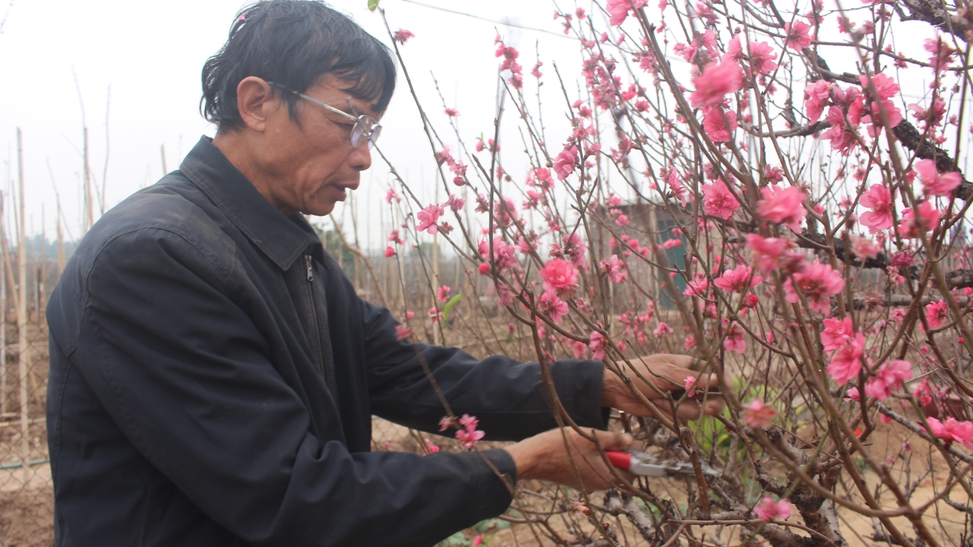 Làng đào Nhật Tân tất bật “tái” sản xuất vụ hoa mới sau Tết