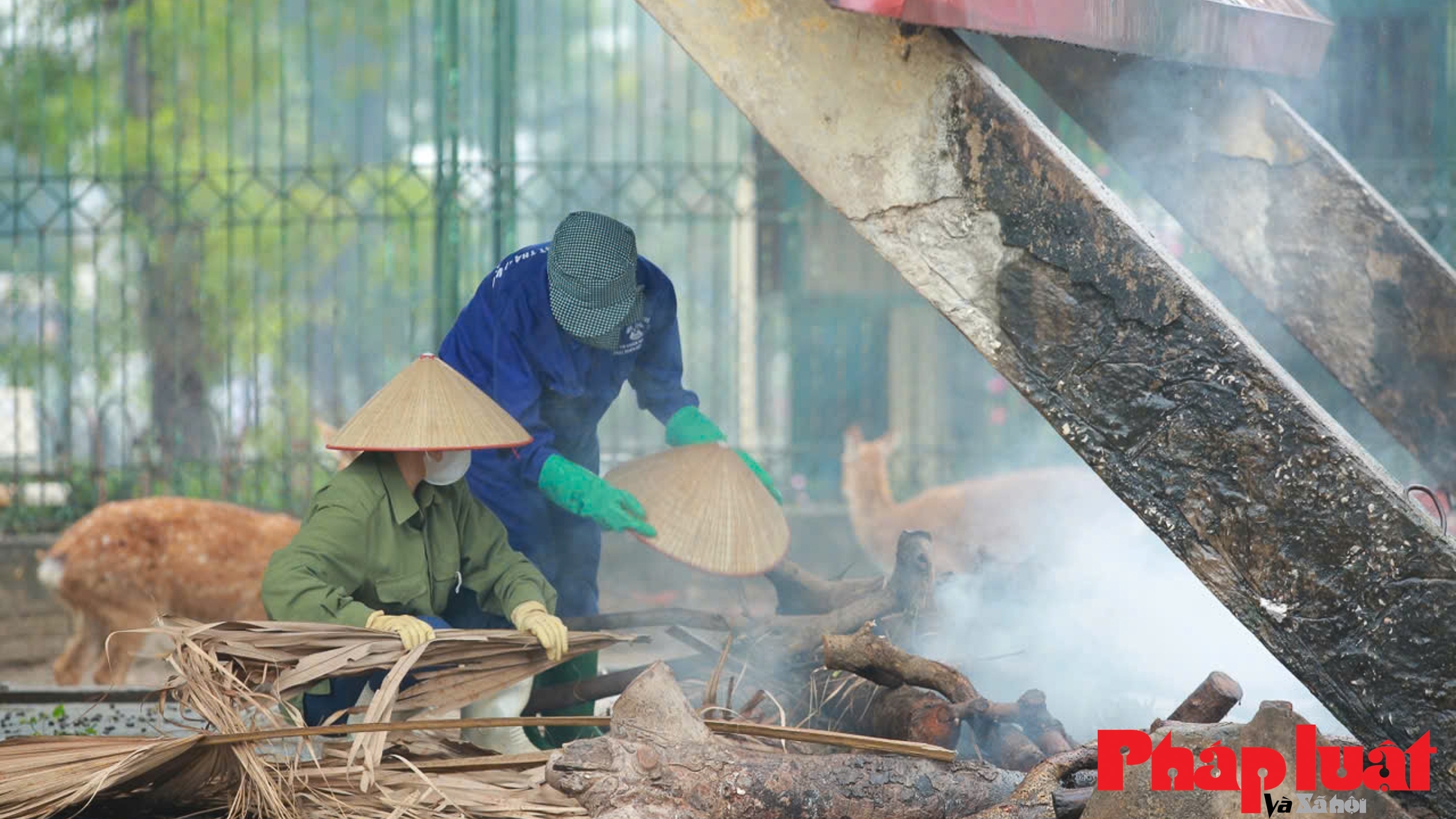 Hà mã con "tắm nước nóng" cả ngày giữa trời rét đậm Hà Nội