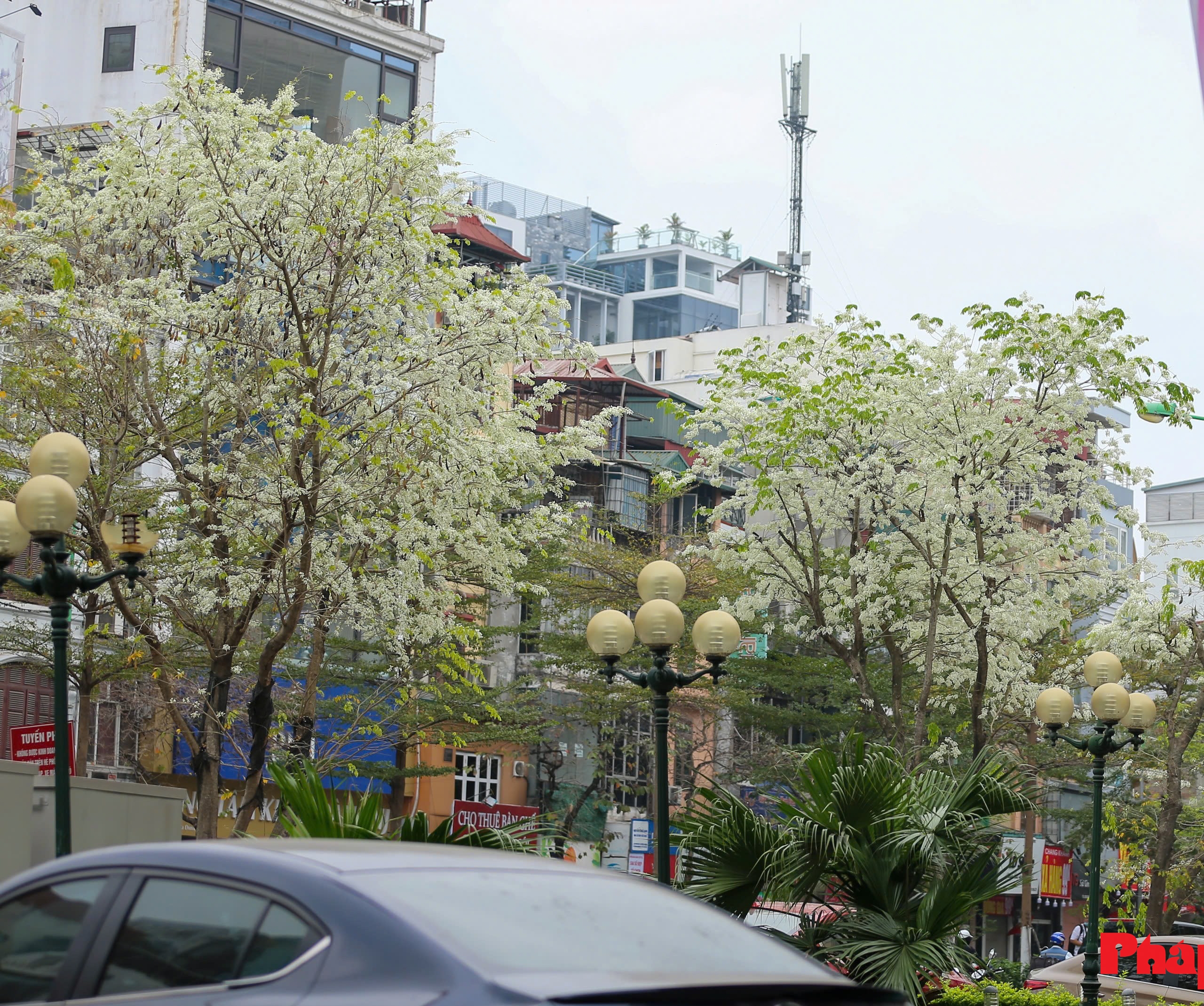 Phố phường Hà Nội khoác áo trắng tinh khôi mùa hoa sưa