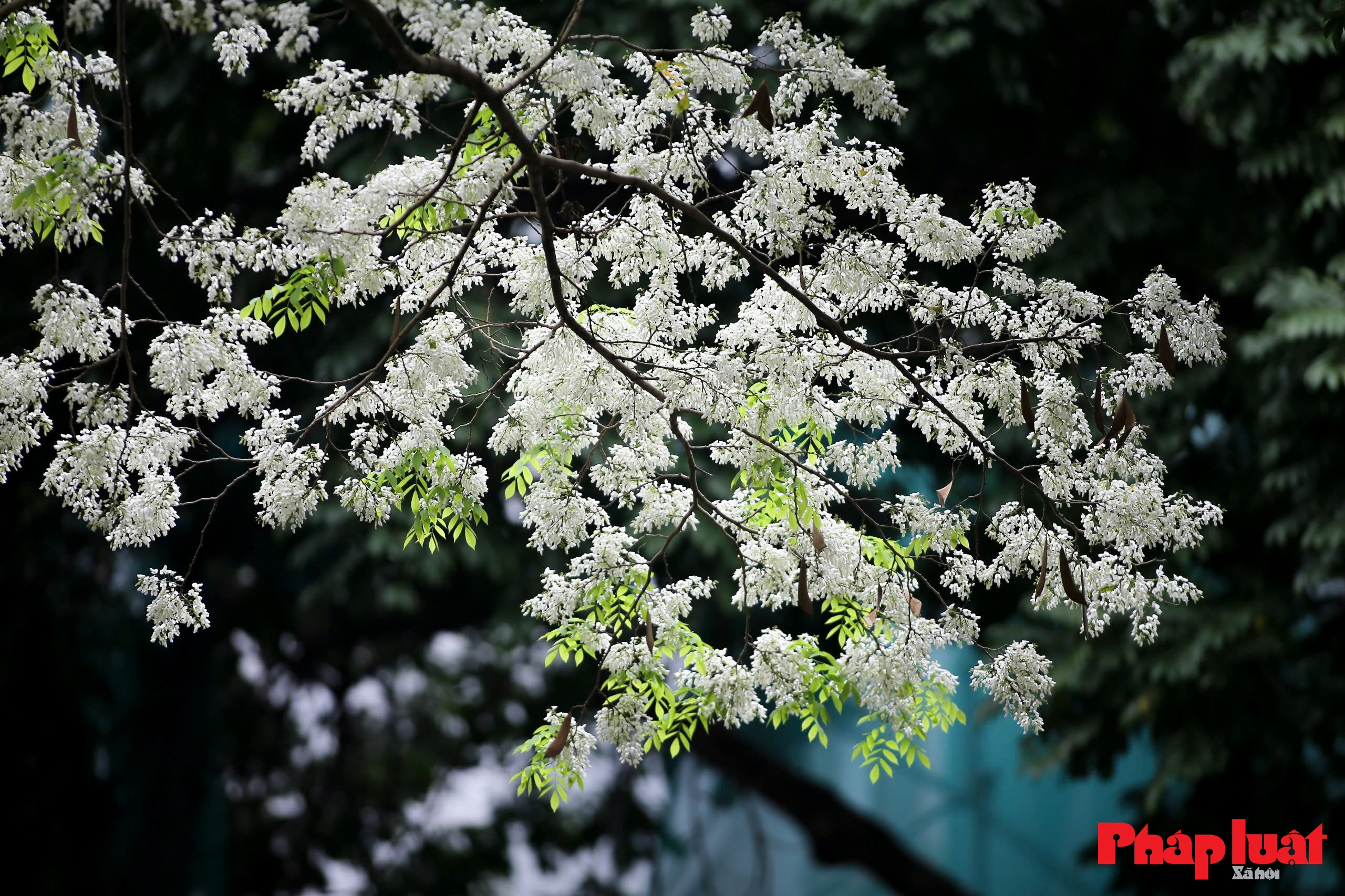 Phố phường Hà Nội khoác áo trắng tinh khôi mùa hoa sưa