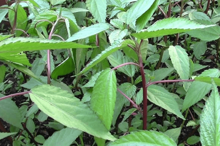 Với những người có huyết áp thấp sẵn, việc ăn rau đay thường xuyên hoặc ăn với lượng lớn có thể gây mệt mỏi, chóng mặt.