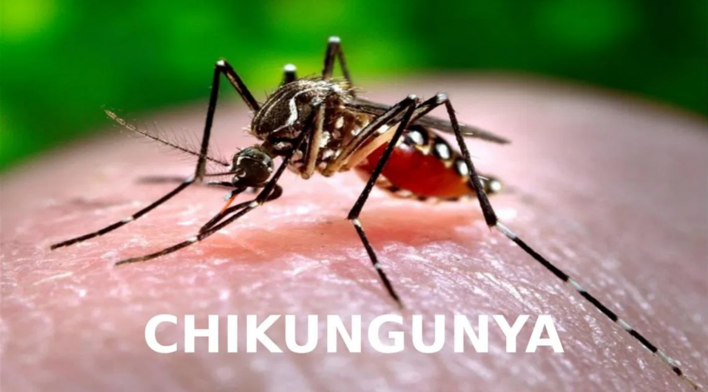 Muỗi vằn Aedes là trung gian truyền bệnh Chikungunya sang người