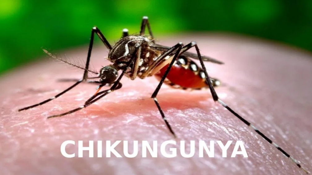 Bộ Y tế khuyến cáo phòng bệnh Chikungunya gây đau, viêm khớp do lây từ muỗi Aedes