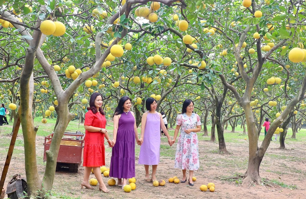 Những vườn bưởi ở phường Phú Diễn (Hà Nội) với hàng trăm gốc bưởi chín sai quả tạo thành khung cảnh đẹp khác lạ hút hồn du khách. Ảnh: Khánh Huy