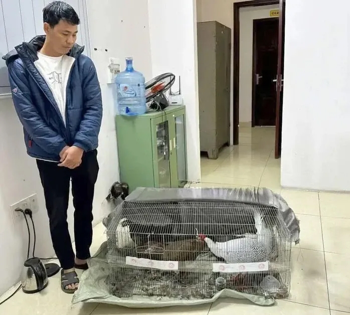 Vụ buôn bán gà lôi trắng: hình phạt có thể được giảm nhẹ đáng kể Vụ buôn bán gà lôi trắng: hình phạt có thể được giảm nhẹ đáng kể