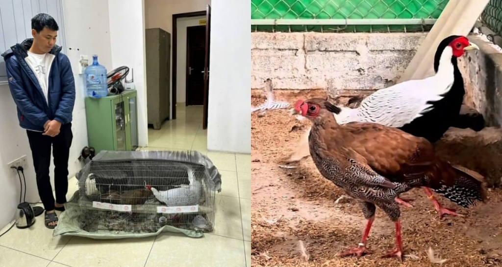 Bị xử lý thế nào nếu được tặng, nuôi động vật thuộc danh mục quý hiếm mà không biết