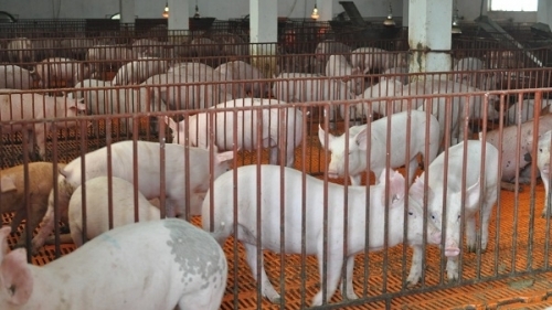 Hà Nội giải quyết dứt điểm giết mổ nhỏ lẻ