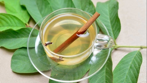 Khám phá công dụng tuyệt vời từ lá ổi và lưu ý khi sử dụng