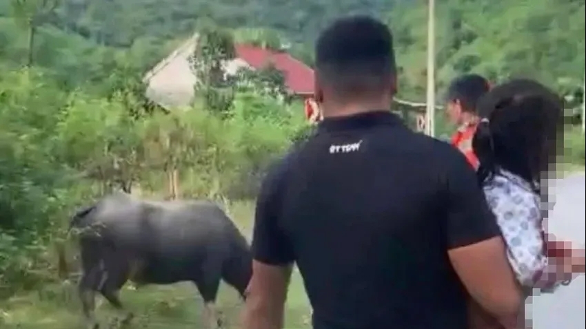 Để trâu bò thả rông húc chết người: Có thể bị truy cứu trách nhiệm hình sự