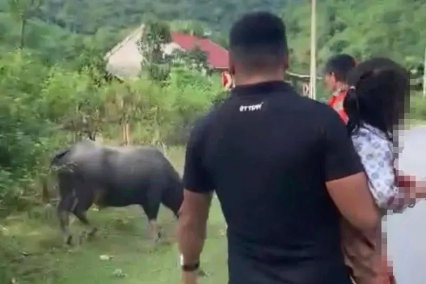 Để trâu bò thả rông húc chết người: Có thể bị truy cứu trách nhiệm hình sự Để trâu bò thả rông húc chết người: Có thể bị truy cứu trách nhiệm hình sự