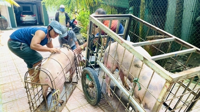Siết chặt quản lý giết mổ nhằm đảm bảo an toàn thực phẩm và vệ sinh môi trường