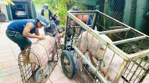 Siết chặt quản lý giết mổ nhằm đảm bảo an toàn thực phẩm và vệ sinh môi trường