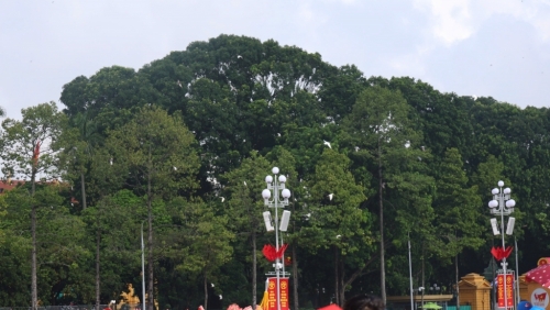 800 chú bồ câu tung cánh bay tại Quảng trường Ba Đình