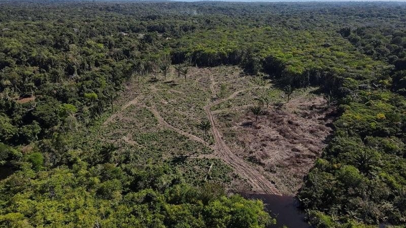 Amazon đối mặt với "báo động đỏ" về diện tích rừng