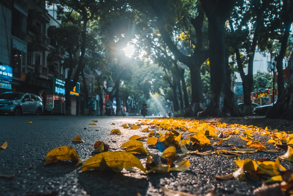 nghe tiếng lá rơi xào xạc trong gió heo may là cảm giác hạnh phúc giản dị khó có nơi nào ngoài Hà Nội đem lại được. Ảnh: Khánh Huy