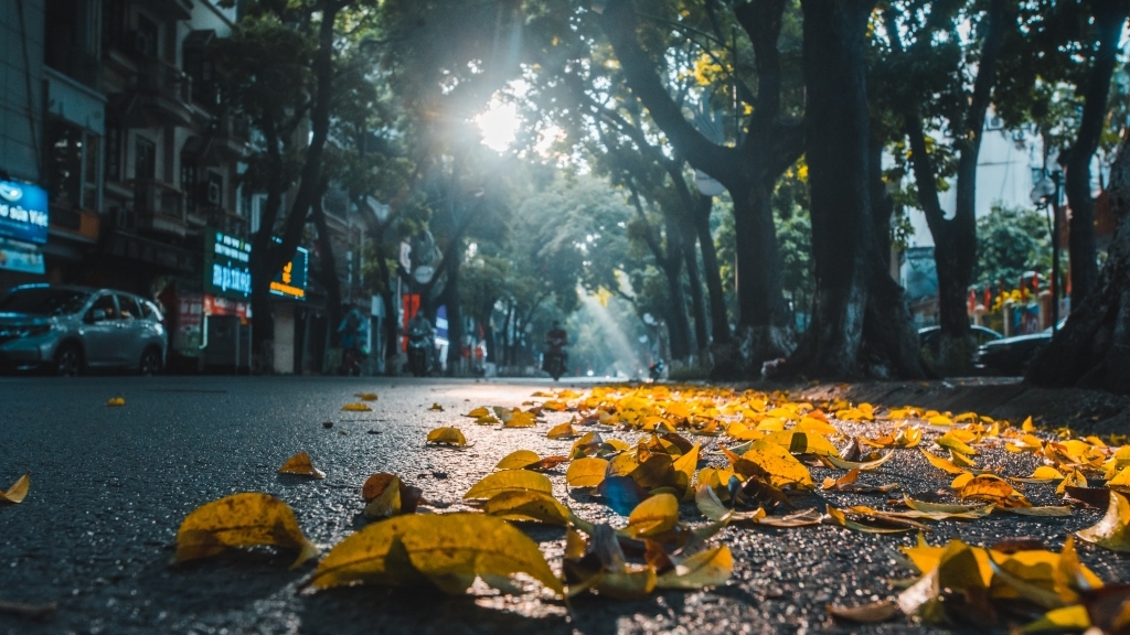 Thu về đợi những heo may